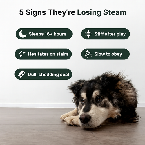 NAD+ Anti-Aging Precursor Powder